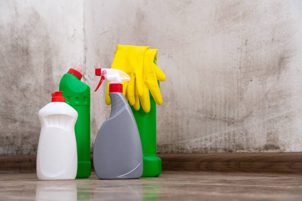 Mold Odor Removal Services in Park Rapids, MN